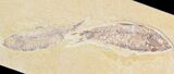 Multiple Knightia Fossil Fish Plate - x #42362-1